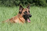 BERGER ALLEMAND 1207